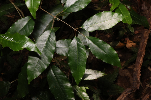 Canarium australasicum (Canarium australasicum)
