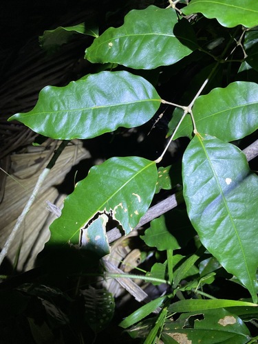 Canarium australasicum (Canarium australasicum)