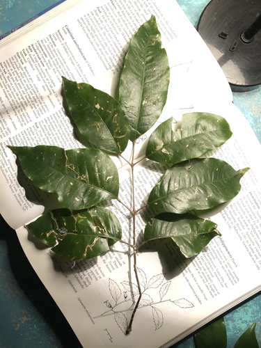 Canarium australasicum (Canarium australasicum)