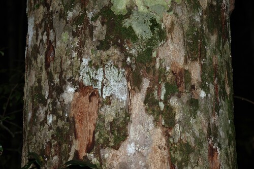 Canarium australasicum (Canarium australasicum)