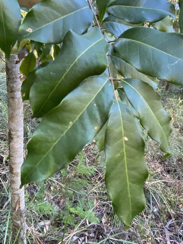 Canarium australasicum (Canarium australasicum)