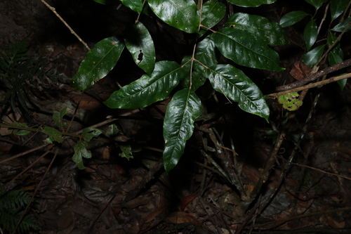 Canarium australasicum (Canarium australasicum)