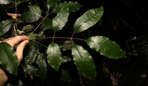 Canarium australasicum (Canarium australasicum)