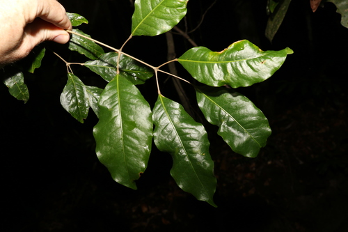 Canarium australasicum (Canarium australasicum)