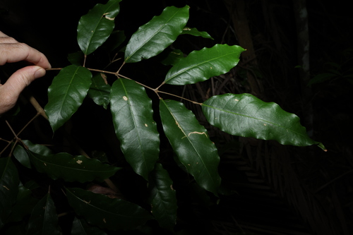 Canarium australasicum (Canarium australasicum)