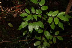 Canarium australasicum (Canarium australasicum)