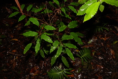 Canarium australasicum (Canarium australasicum)