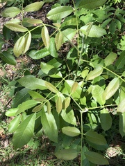Scrub turpentine (Canarium australianum)