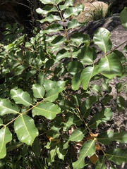 Scrub turpentine (Canarium australianum)
