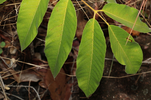 Scrub turpentine (Canarium australianum)