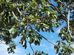 Scrub turpentine (Canarium australianum)