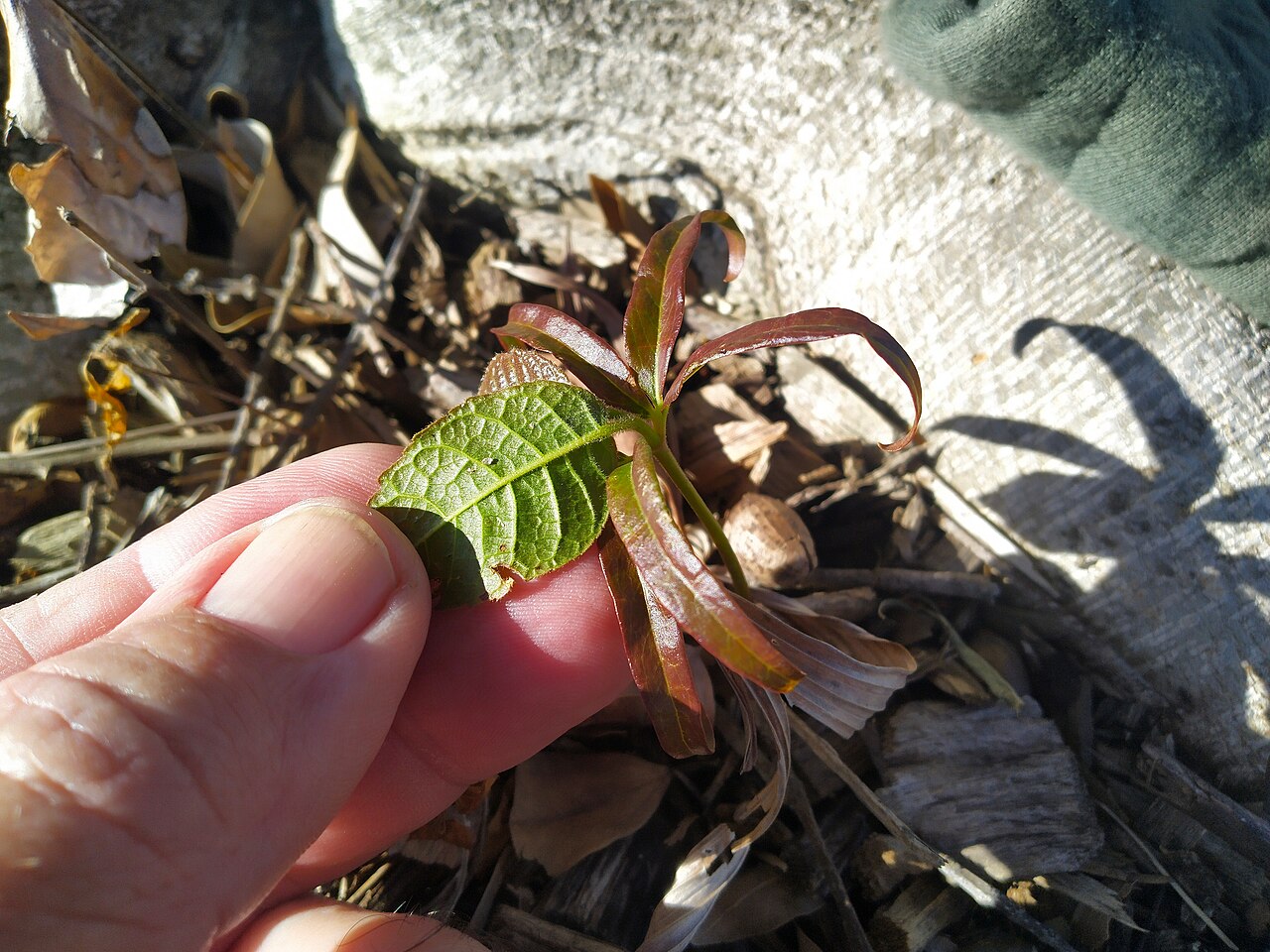 Scrub turpentine: Canarium australianum seedling