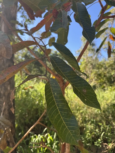 Scrub turpentine (Canarium australianum)