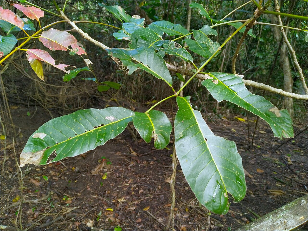 Scrub turpentine: Canarium australianum in remnant rainforest in Cairns , Queensland, July 2022