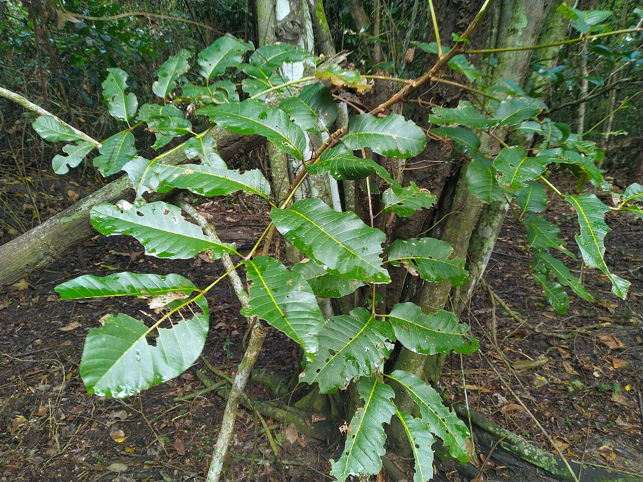 Scrub turpentine: Canarium australianum in remnant rainforest in Cairns , Queensland, July 2022