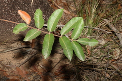 Scrub turpentine (Canarium australianum)