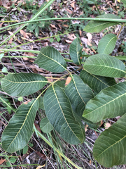 Scrub turpentine (Canarium australianum)