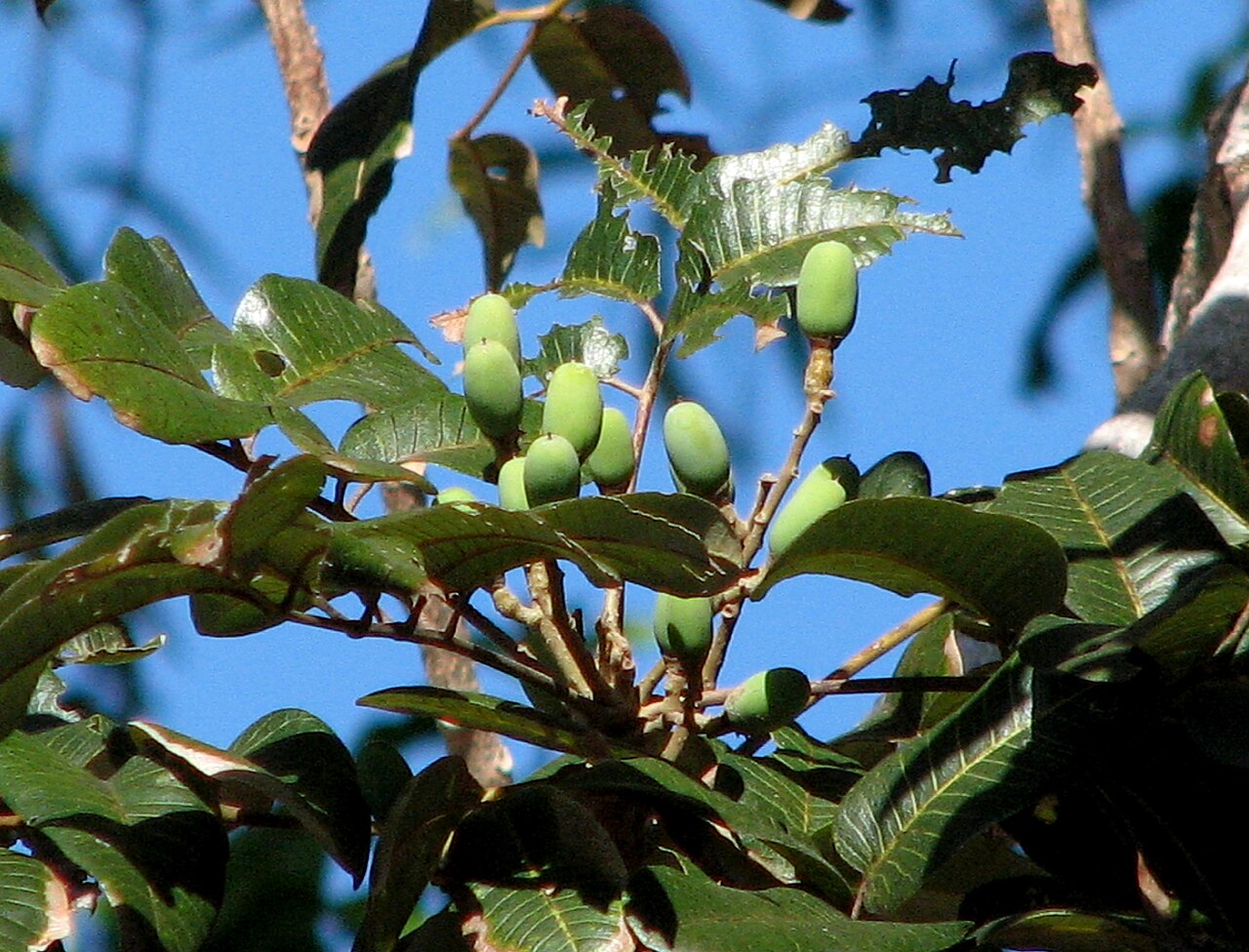 Scrub turpentine: Canarium australianum unripe developing fruit (identified by User:Macropneuma ) Location: Pelican Park, Kewarra Beach, Queensland, Australia