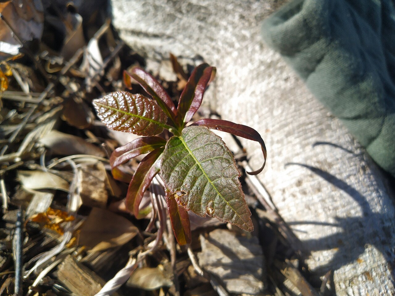 Scrub turpentine: Canarium australianum seedling