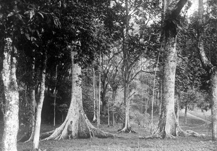 Canarium decumanum: Repronegatief. 's Landsplantentuin, Buitenzorg. Oud exemplaar van Canaricum Canarium decumanum