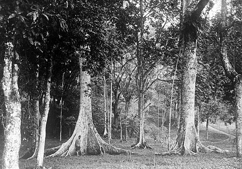 Canarium decumanum: Repronegatief. 's Landsplantentuin, Buitenzorg. Oud exemplaar van Canaricum Canarium decumanum