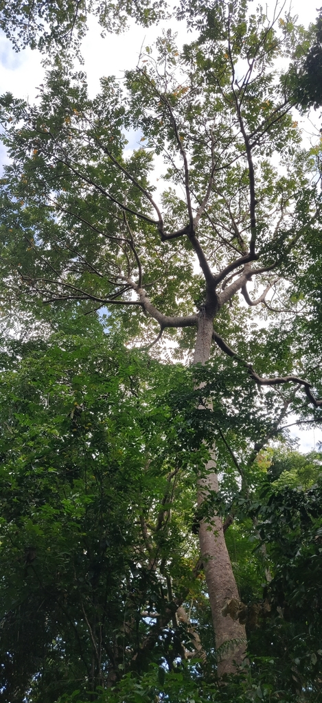 Canarium euphyllum (Canarium euphyllum)