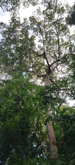 Canarium euphyllum (Canarium euphyllum)