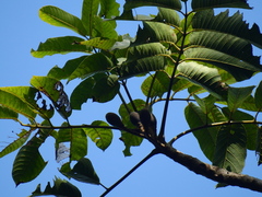 Canarium euphyllum (Canarium euphyllum)