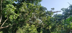 Canarium euphyllum (Canarium euphyllum)