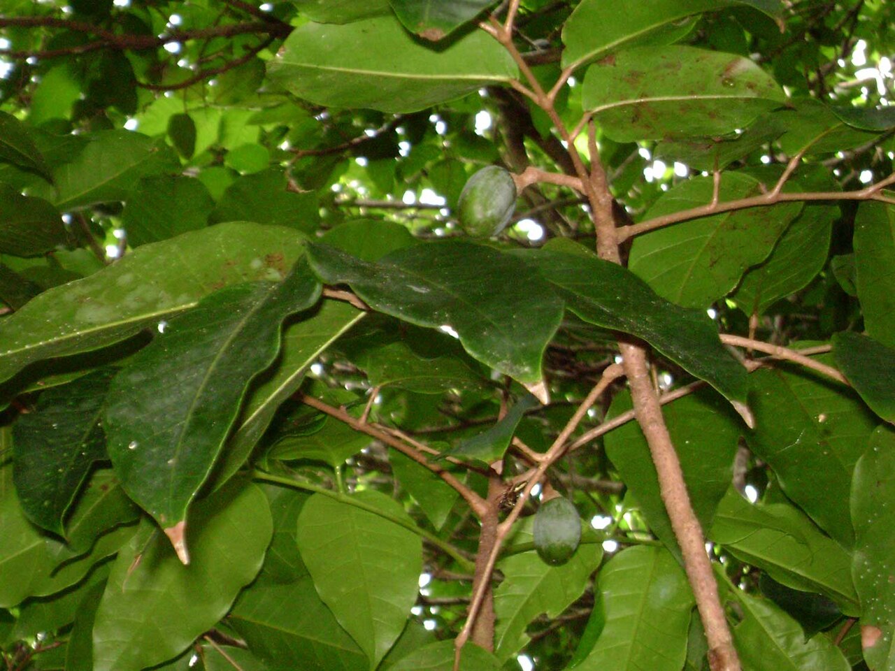 Java almond: Canarium harveyi ; (ʻai), ʻEneʻio botanical garden, Vavaʻu