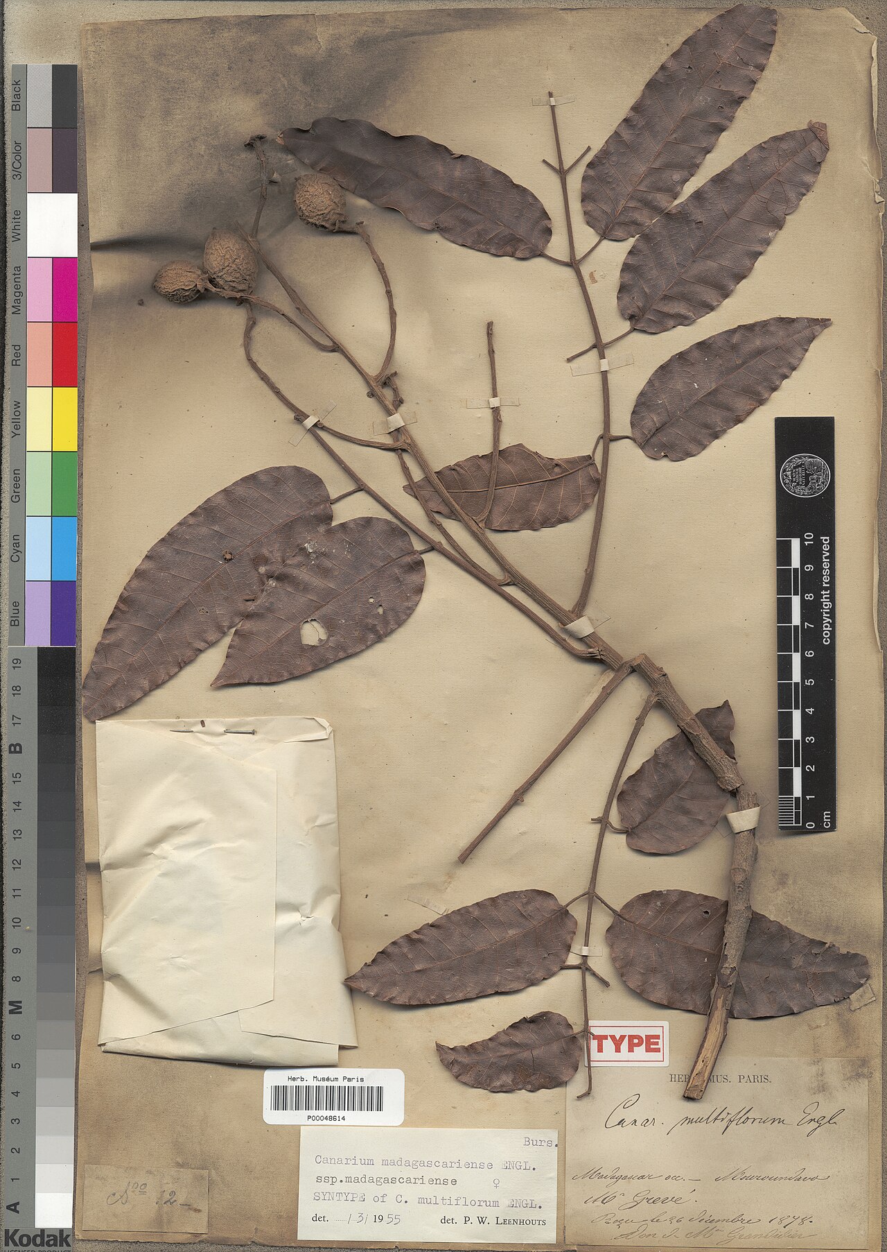 Canarium madagascariense: Canarium madagascariense