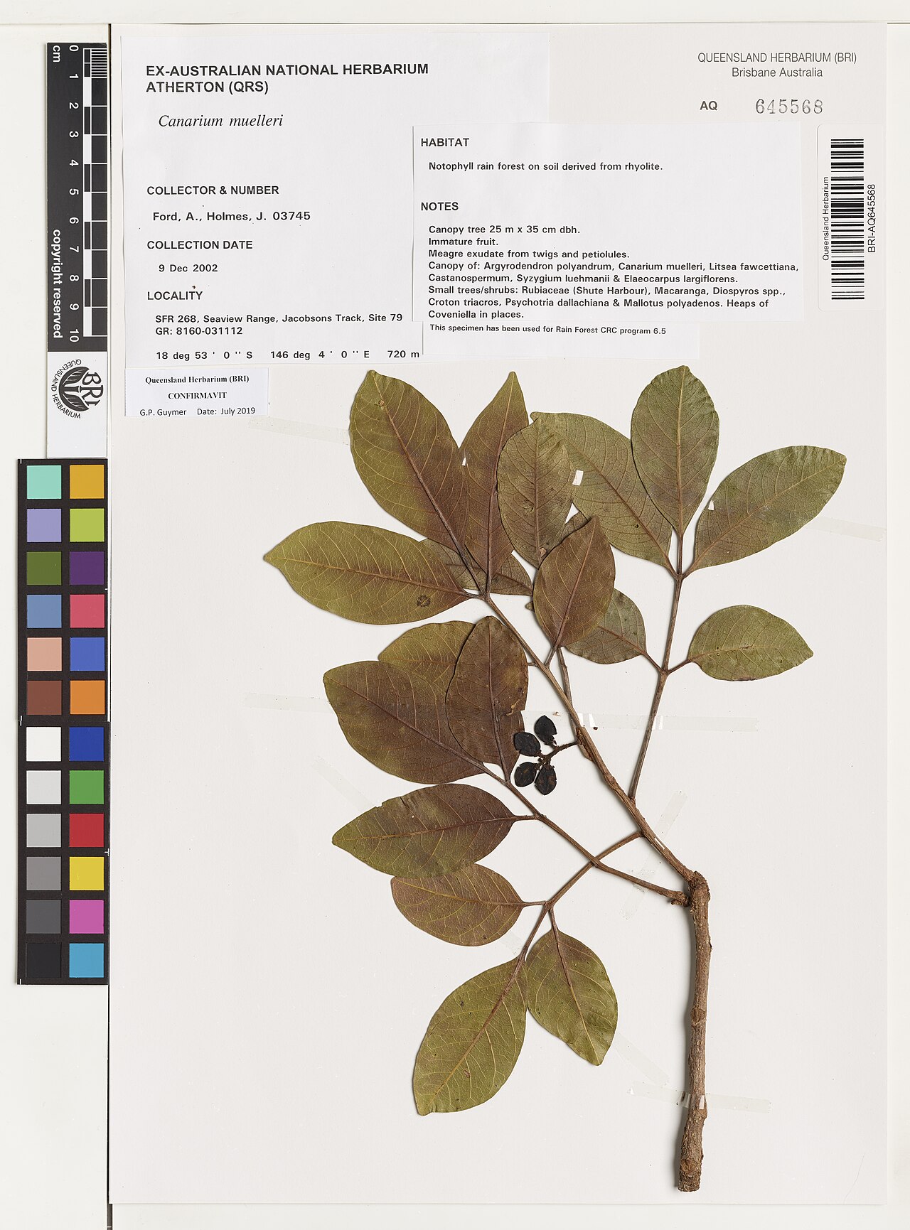 Queensland elemi tree: Canarium muelleri herbarium specimen AQ645568