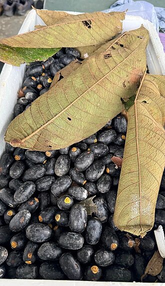 Canarium odontophyllum: Fruit of Canarium odontophyllum