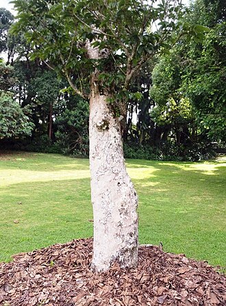 Canarium paniculatum: Canarium paniculatum tree - Age unknown but known to predate 1502 - Curepipe - Mauritius