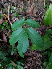 Canarium pilosum (Canarium pilosum)