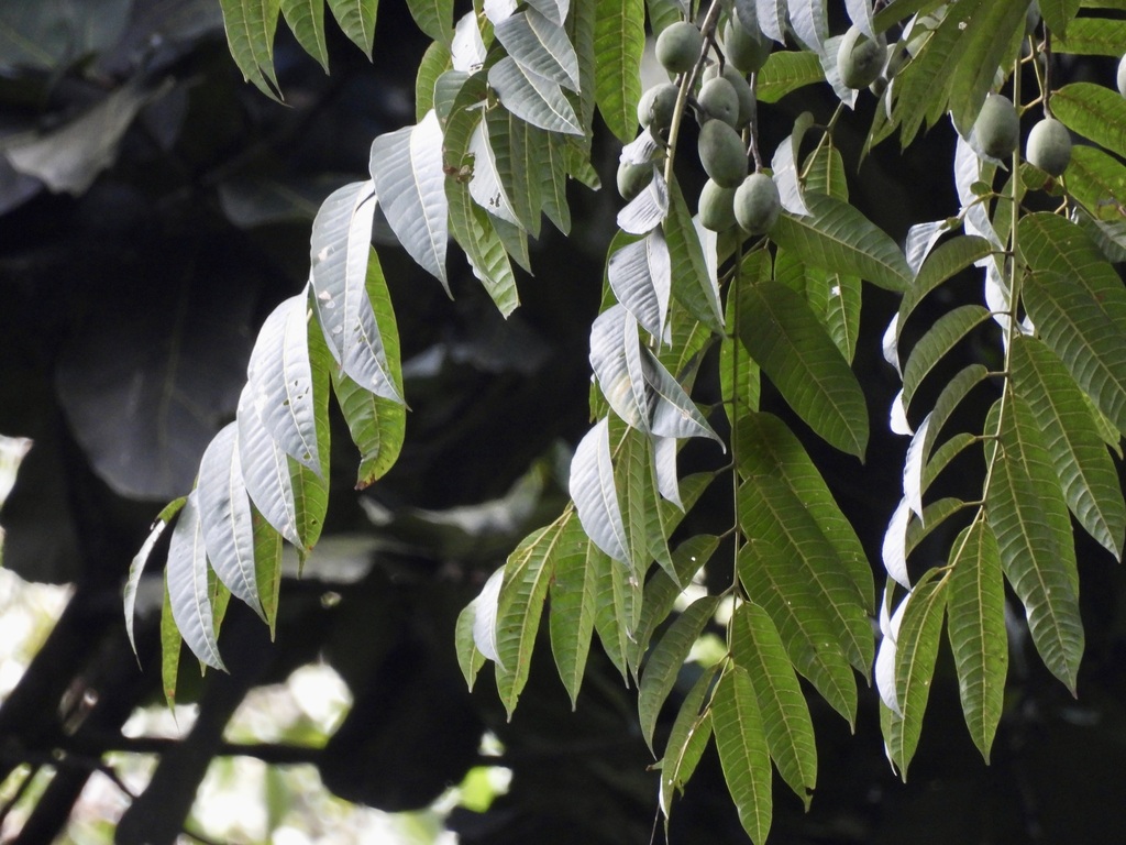 Canarium pseudosumatranum (Canarium pseudosumatranum)