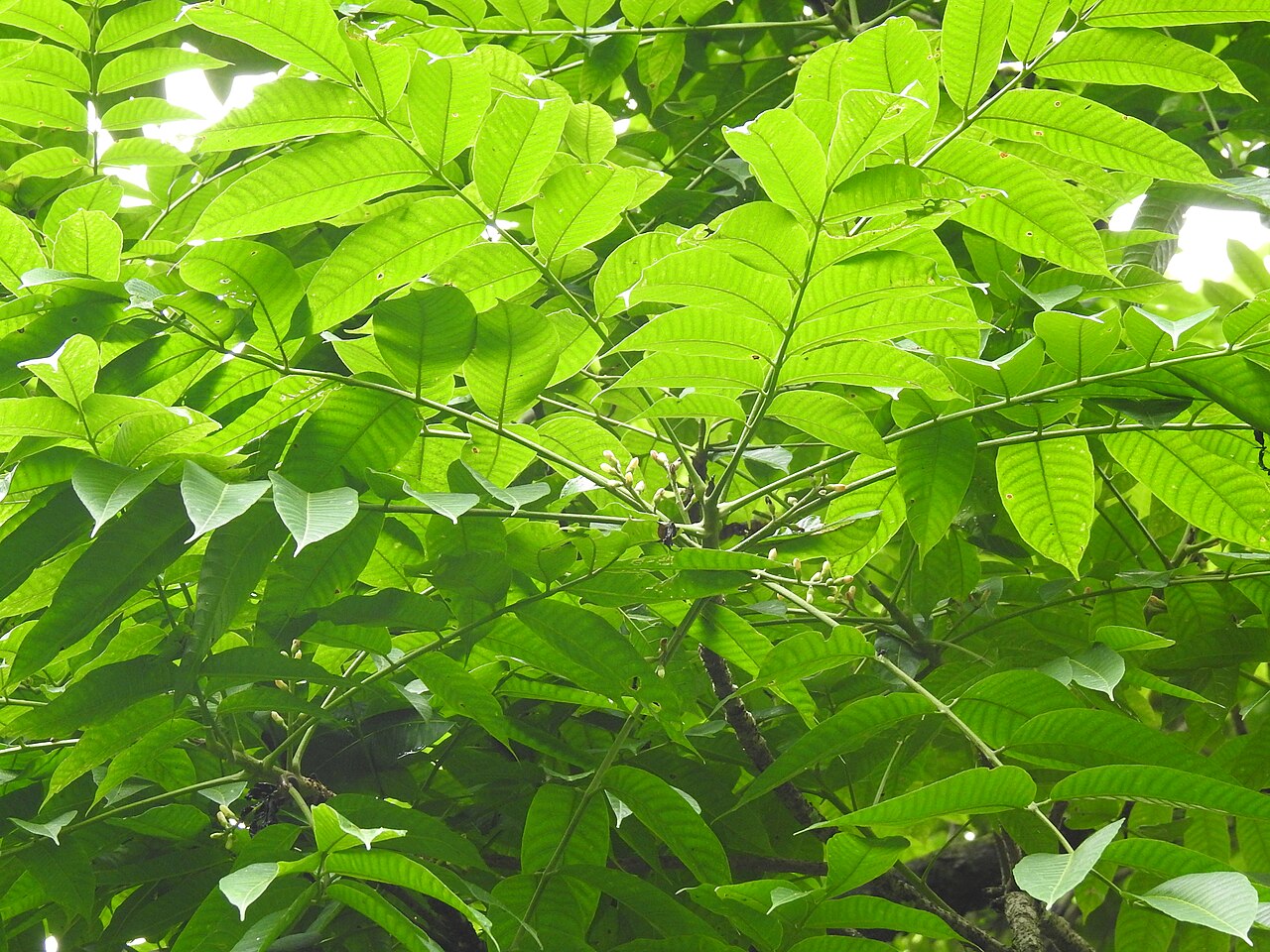 Canarium resiniferum: Flowers of Canarium resiniferum (Lal dhuna in Assamese) in Pakke Tiger Reserve