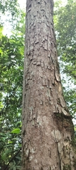 Canarium resiniferum (Canarium resiniferum)