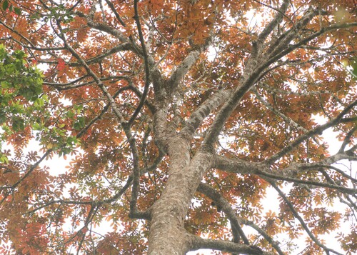 Black damar (Canarium strictum)
