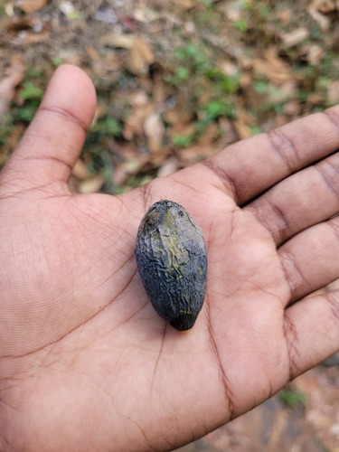 Black damar (Canarium strictum)