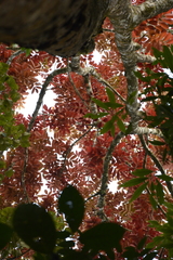 Black damar (Canarium strictum)
