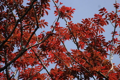 Black damar (Canarium strictum)