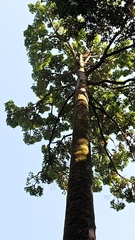 Black damar (Canarium strictum)