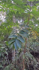 Canarium subulatum (Canarium subulatum)