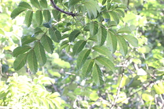 Canarium subulatum (Canarium subulatum)
