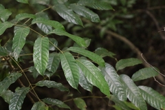 Canarium subulatum (Canarium subulatum)