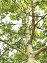 Canarium subulatum (Canarium subulatum)