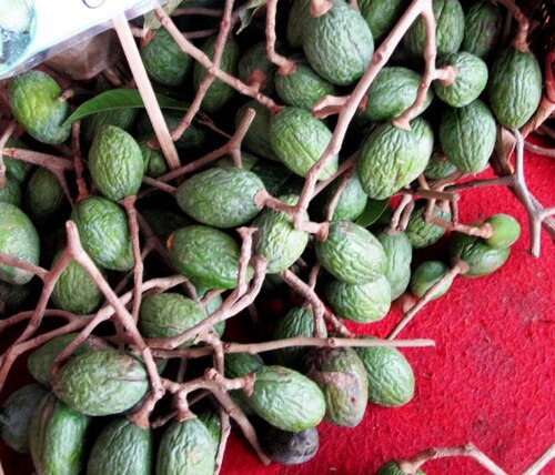 Java almond: Canarium vulgare. Photo was taken in Mekarsari Fruit and Recreation Park , in Cileungsi, West Java, Indonesia.