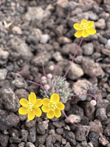Golden pygmypoppy (Canbya aurea)