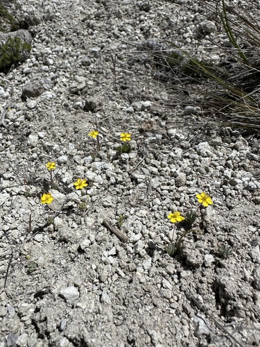 Golden pygmypoppy (Canbya aurea)